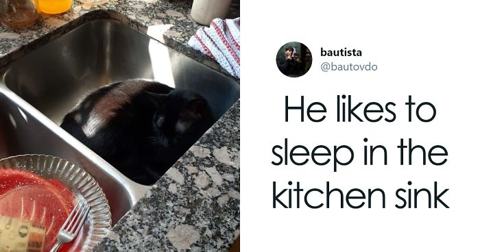 30 Weirdo Cats Get Exposed By Their Owners In A Funny Thread