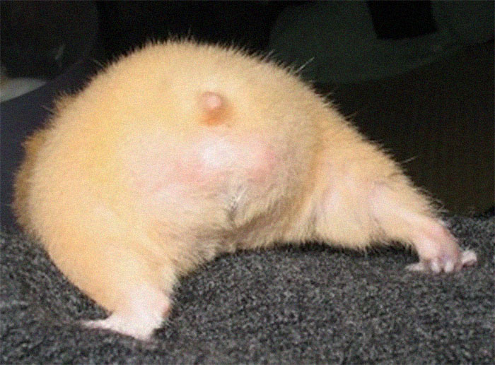 Cute-Hamster-Butts