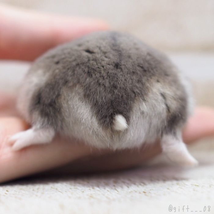 30 Hamster Butts To Add Cuteness To Your Day Bored Panda