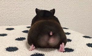 30 Hamster Butts To Add Cuteness To Your Day