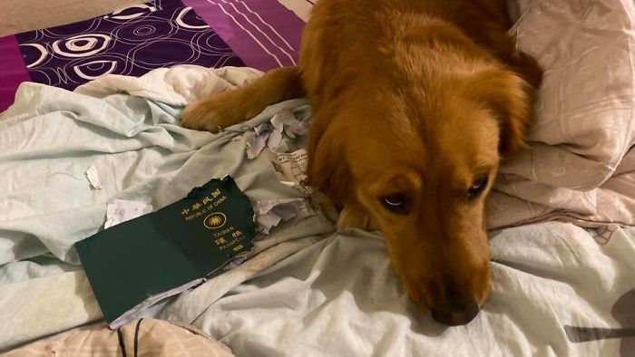 Dog Stops Owner From Going To Wuhan By Destroying Her Passport, Potentially Saves Her