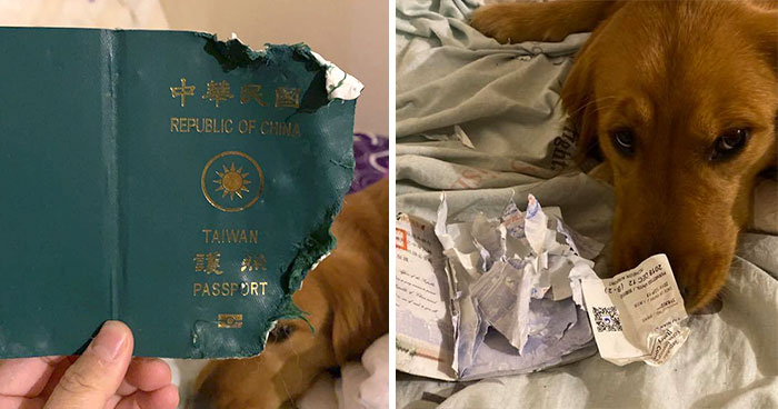 Dog Stops Owner From Going To Wuhan By Destroying Her Passport, Potentially Saves Her