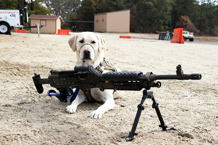 There Have Been Numerous Cases Of Dogs Shooting Their Owners In America