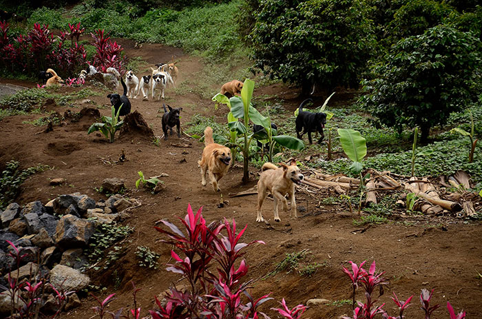 There Is A Terrioty In Costa Rica Called Territorio De Zaguates That Is A Huge No-Kill Dog Shelter