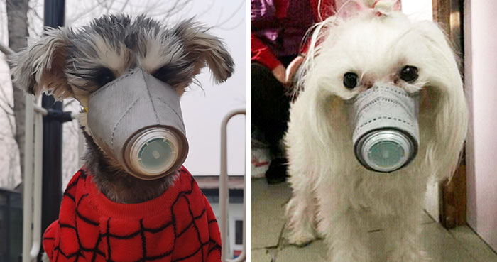 Scared Of Coronavirus, Chinese People Have Started Putting Masks On Their Pets