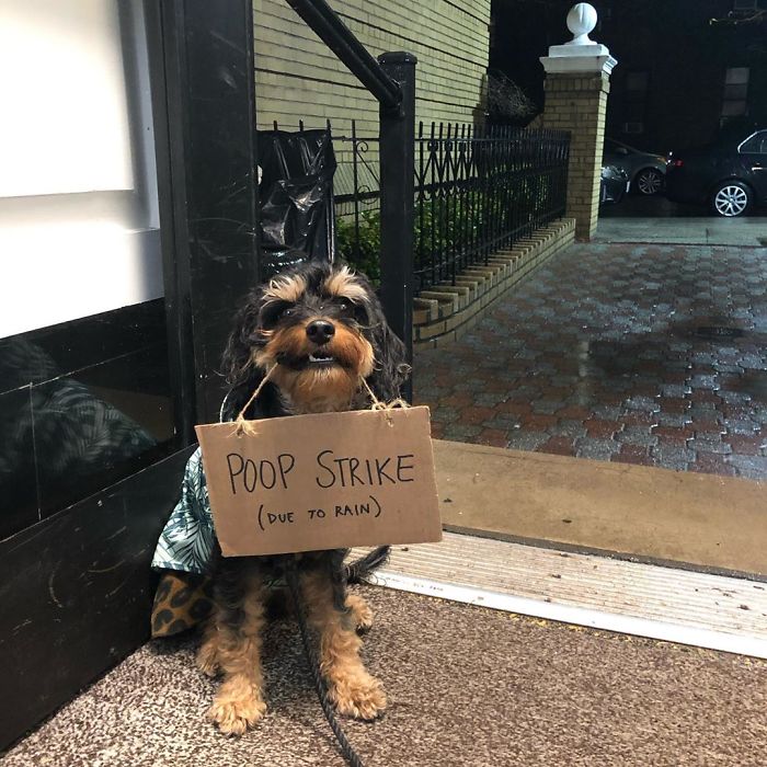 Dog Protests Annoying Everyday Things With Funny Signs (12 Pics)