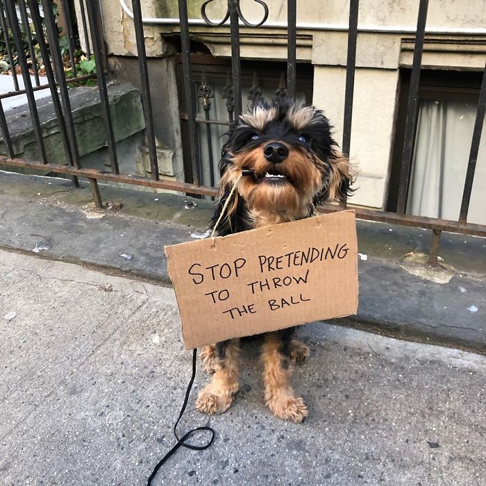 Dog-With-Protest-Sign-Baboy