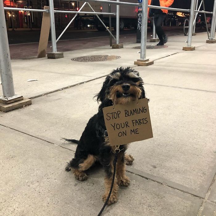 Dog Protests Annoying Everyday Things With Funny Signs (12 Pics)