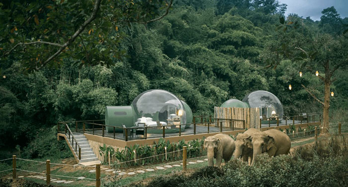 For $585 A Night, You Can Sleep In A See-Through Jungle Bubble That's Surrounded By Rescue Elephants