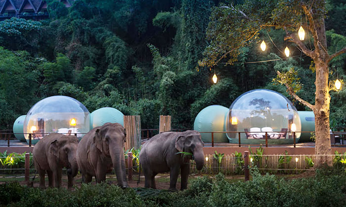 For $585 A Night, You Can Sleep In A See-Through Jungle Bubble That's Surrounded By Rescue Elephants