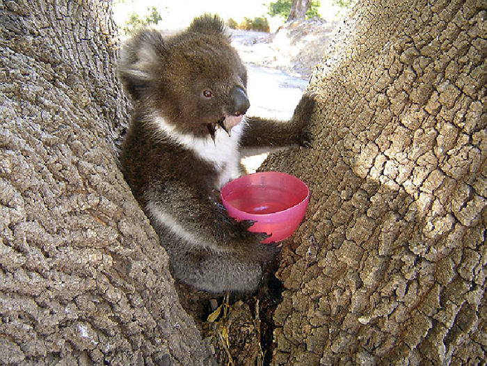 After One Koala Dies Due To Being Given Water Improperly, Vets Explain How To Do It Right