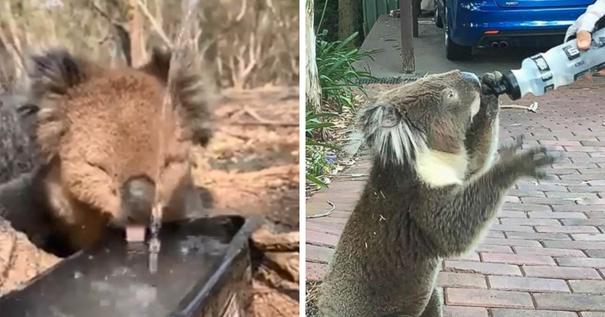 After One Koala Dies Due To Being Given Water Improperly, Vets Explain How  To Do It Right | Bored Panda