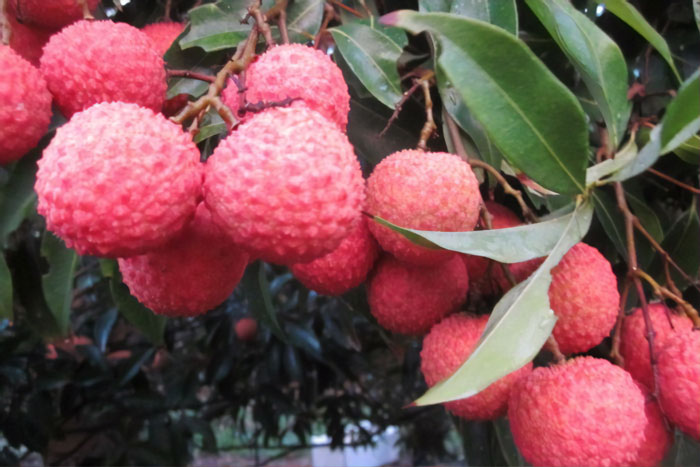 Having Spent $5,000 19 Years Ago On A Lychee Tree From China, This Farmer Has Successfully Bred Seedless Lychees From It