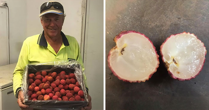 Having Spent $5,000 19 Years Ago On A Lychee Tree From China, This Farmer Has Successfully Bred Seedless Lychees From It