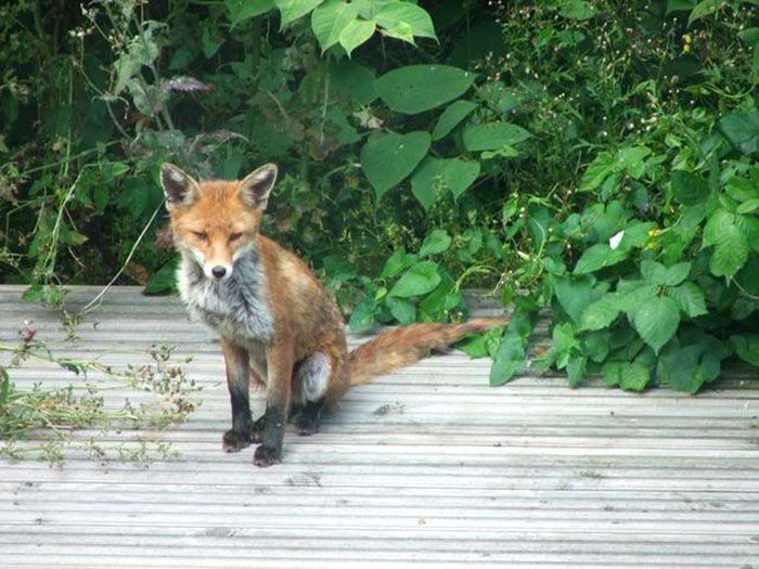 Dad Leaves A Detailed Feeding Schedule To Keep This 'Random' Fox Happy While He's Away, His Daughter Thinks He Lost It