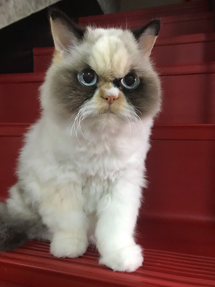 Meet The New Grumpy Cat That Looks Even Angrier Than Her Late Predecessor |  Bored Panda
