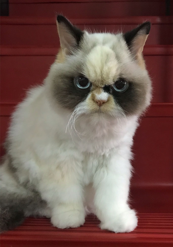 Frown cat