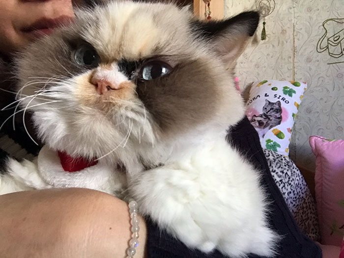 Meet The New Grumpy Cat That Looks Even Angrier Than Her Late Predecessor