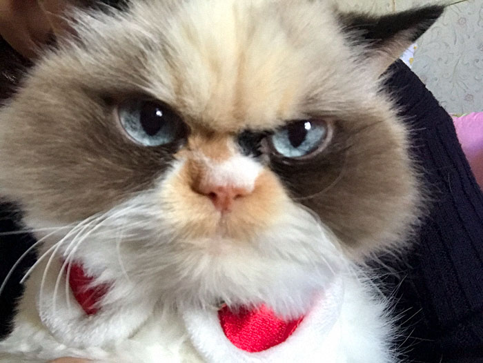 Esta es la nueva Grumpy Cat, con un aspecto aún más gruñón que su predecesor