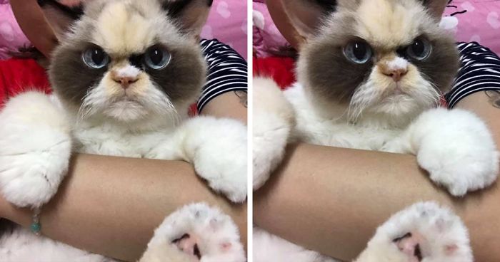 Meet The New Grumpy Cat That Looks Even Angrier Than Her Late Predecessor |  Bored Panda