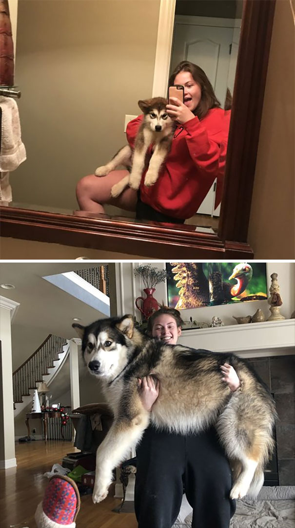 Doggo Growing Up