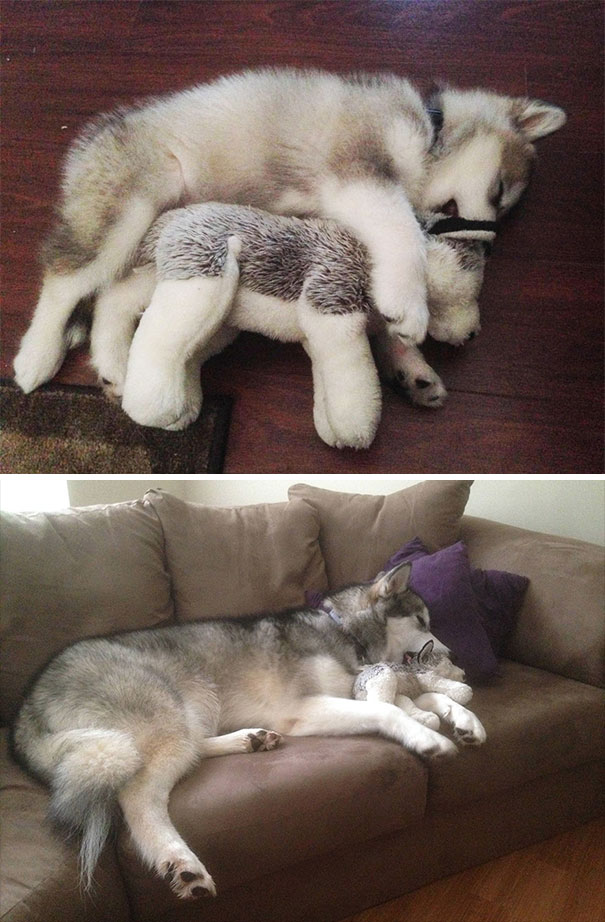 Meet Luca, The Alaskan Malamute That Loves To Destroy Her Toys, Except This One