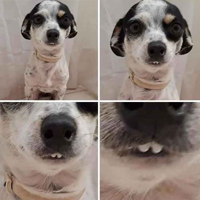 This Online Community Shares The Silliest Dog Photos Where Their Teeth Are Visible In A Funny Way (30 Pics)