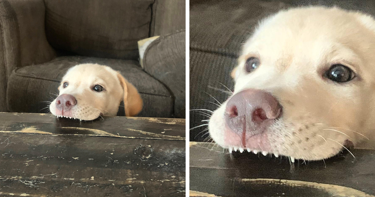 This Online Community Shares The Silliest Dog Photos Where Their Teeth Are  Visible In A Funny Way (30 Pics) | Bored Panda