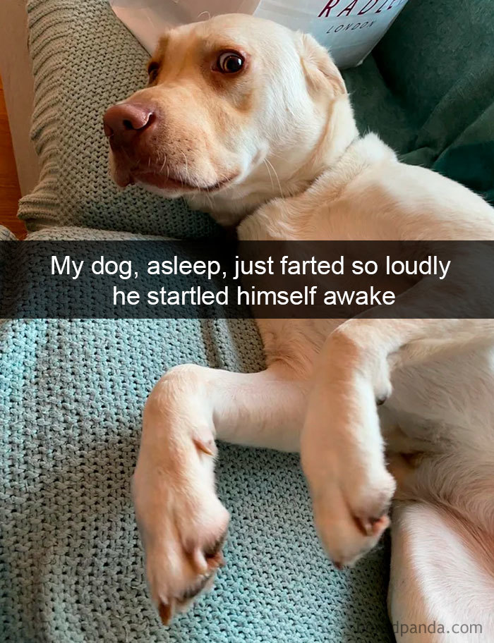 Funny-Hilarious-Dog-Snapchats
