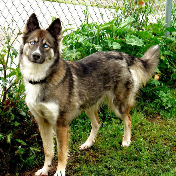 What If We Mix Siberian Huskies With Other Breeds?