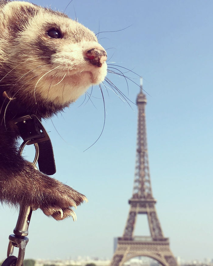Grieving Young Man Quits Everything To Travel The World With His Pet Ferret After 3 Tragic Deaths In His Life