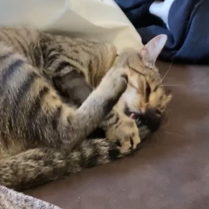 Cat Like To Catch Her Own Tail & Bite It. Gets A Shock When It Hurts ...