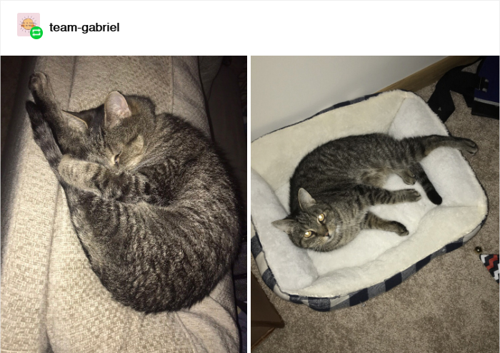 Woman Posts A Story About Adopting A Cat Named After A Breakfast Sandwich, It Goes Viral