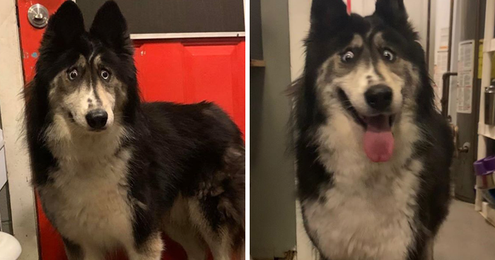 This Husky Who Was Rejected By A Breeder Because Of Her Funny Looks Is Now Going Viral