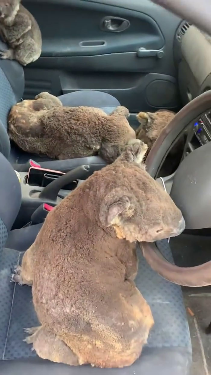 Australian Teens Save As Many Koalas As They Can By Driving Around And Searching For All The Live Ones