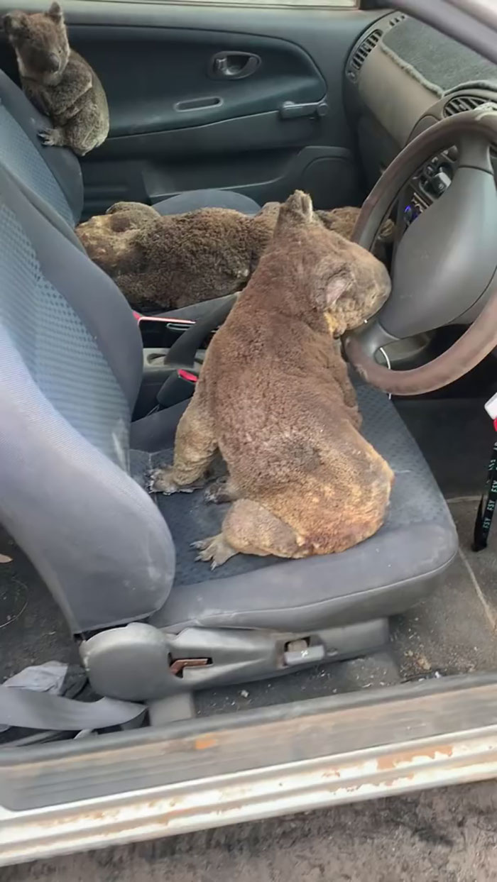 Estos adolescentes australianos salvan todos los koalas que pueden buscándolos con su coche