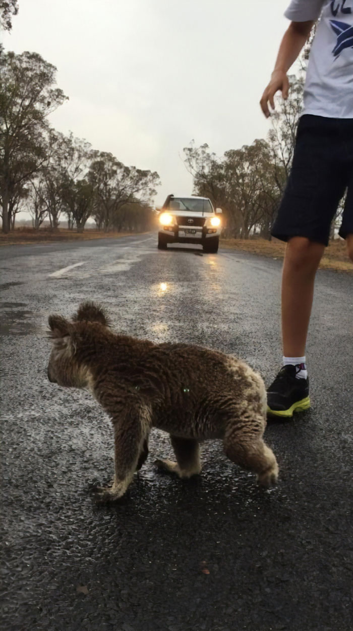 Thirsty Adorable Koala Comes Out For A Drink On The Road, Driver-By Stops To Help & Posts A Warning Online