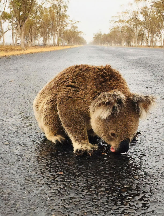 Thirsty Adorable Koala Comes Out For A Drink On The Road, Driver-By Stops To Help & Posts A Warning Online