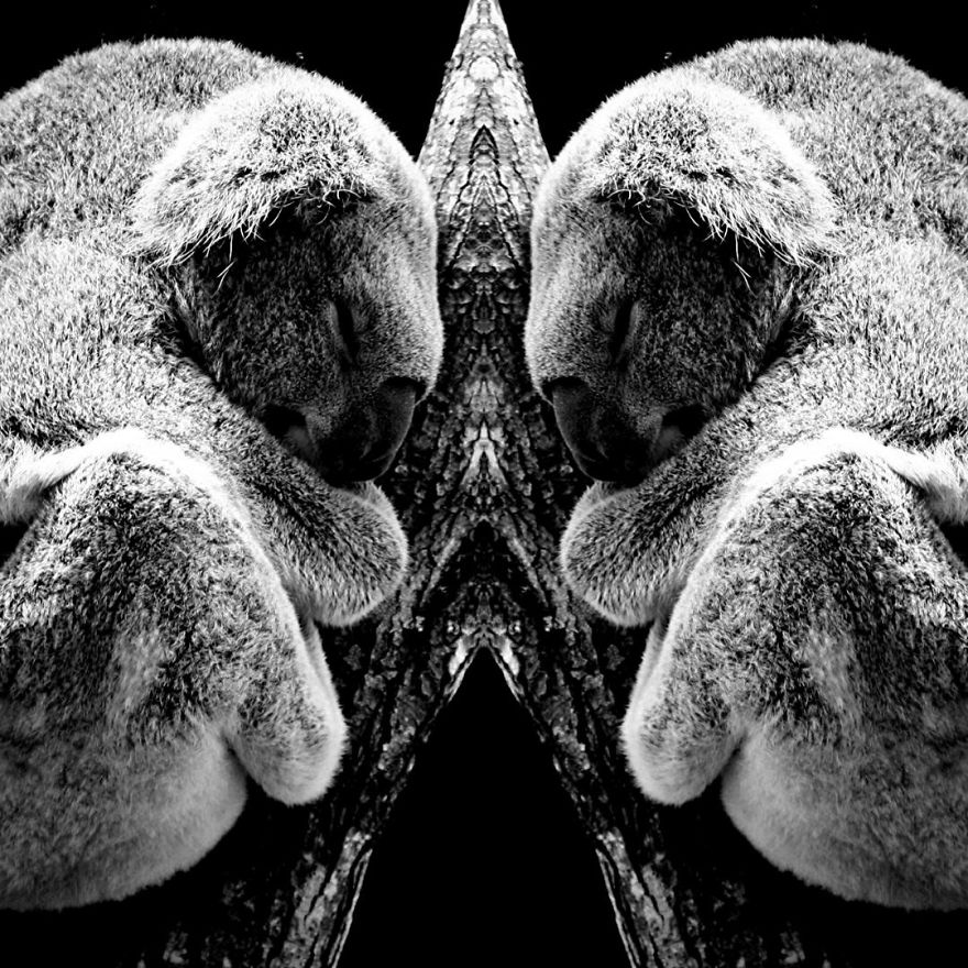 I Mirrored Koalas To Make People Reflect