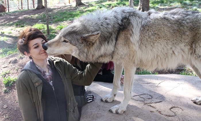 Someone Who Got To Know Wolves Lists The Things We Might Not Know About Them