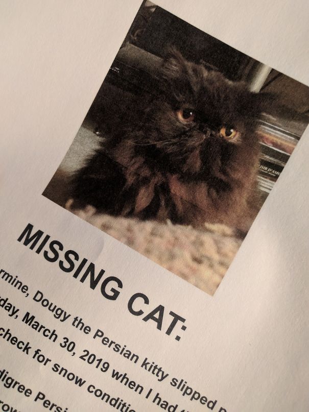 missing-cat-5e296b3967d89.jpg