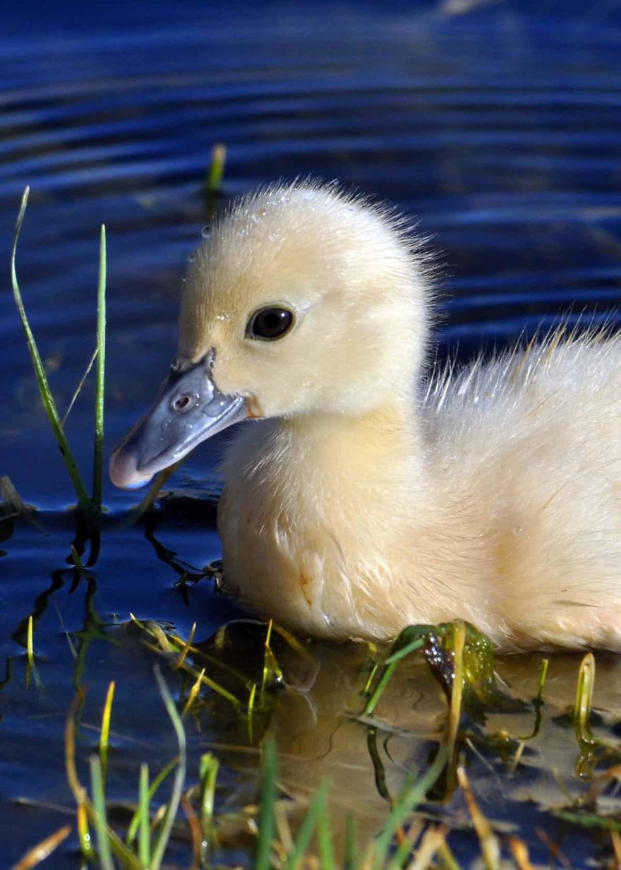 Adorable Muscovy Duckling