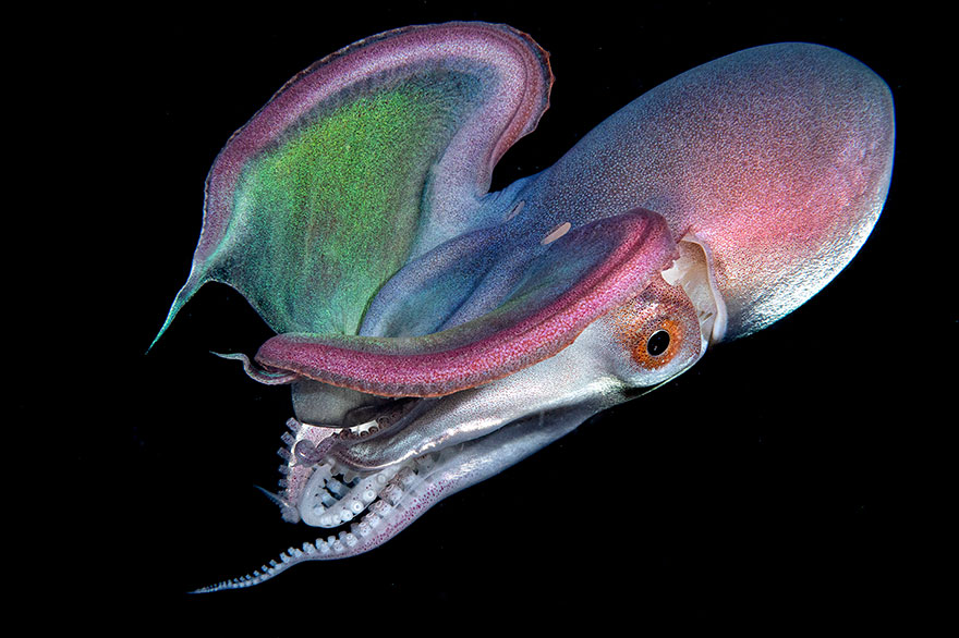 2nd Place - Paolo Bausani - Blackwater Category - "Blanket Octopus"