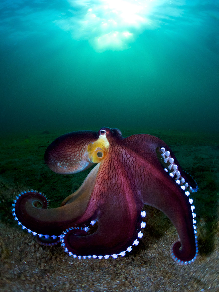 Honorable Mention - Enrico Somogyi - Compact Wide Angle Category - "Coconut Octopus"