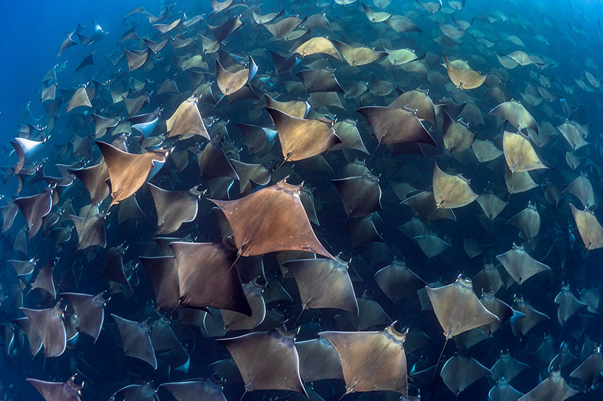 Honorable Mention - Jay Clue - Marine Life Behavior Category - "Gigantic Aggregation Of Munk Devil Rays In Baja California Sur"