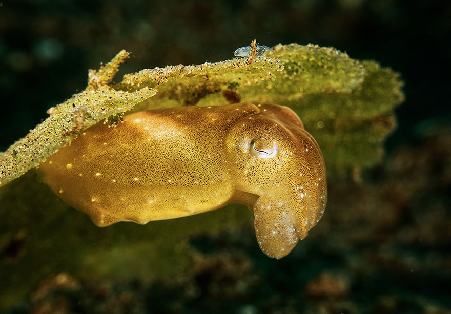 4th Place - Mel Wu - Novice Macro Category - "Cuttlefish And Friends"