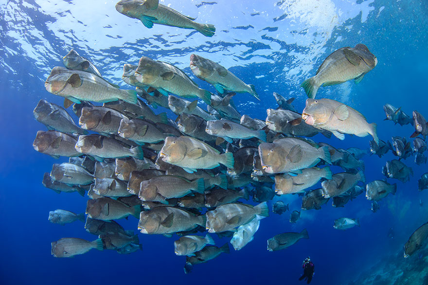 5th Place - Jeongin Kim - Novice Wide Angle Category - "Humphead Parrotfish And Diver""