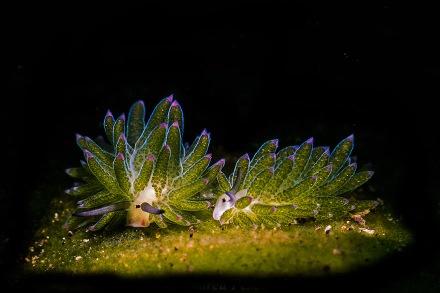 2nd Place - Andrea Pescarolo - Nudibranchs Category - "The Sheep"