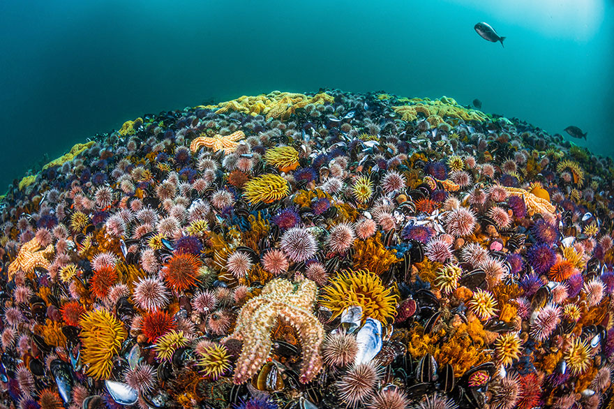 4th Place - Greg Lecoeur - Reefscapes Category - "Biodiversity"