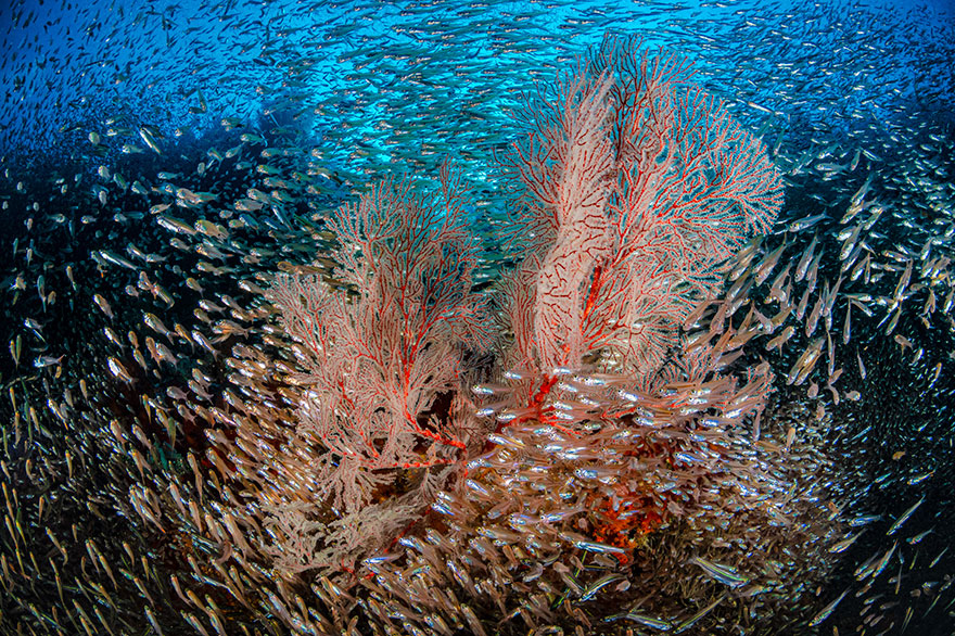 Honorable Mention - Nicholas More - Reefscapes Category - "Glass Fish Reef"